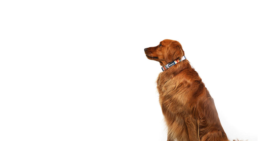 Collars